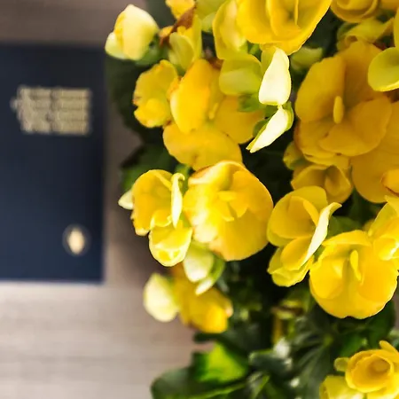 爱尔兰酒店 酒店 卢德